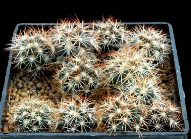 Coryphantha_scniceri